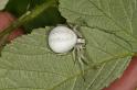 Misumena_vatia_D6148_Z_90_Les Gris_Frankrijk